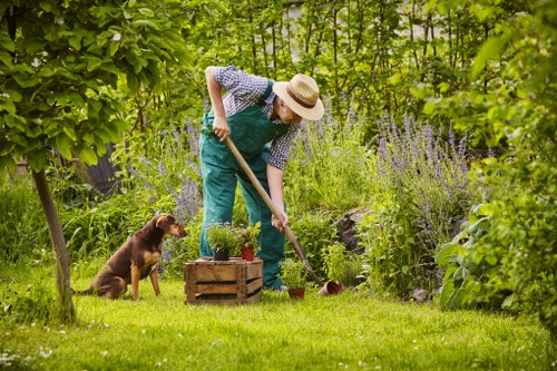 Seasonal hedge trimming in a residential garden