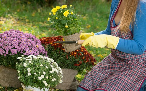 Selection of native flowering plants suitable for Kilburn gardens