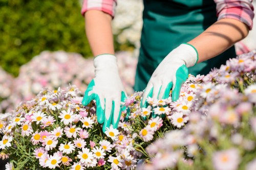 Professional trimming bushes with shears